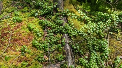 Gaultheria hispidula