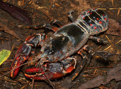 Euastacus australasiensis