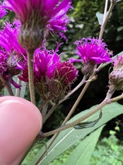 Vernonia noveboracensis