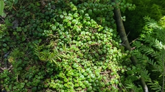 Gaultheria hispidula