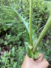 Psacalium cirsiifolium