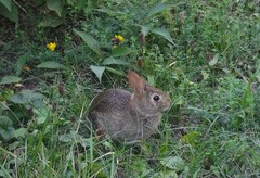 Sylvilagus floridanus