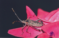 Leptoglossus gonagra