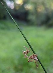 Schoenoplectus lacustris