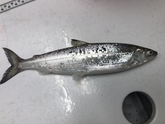 Coregonus artedi