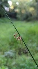 Schoenoplectus lacustris