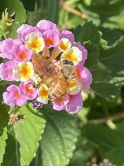 Apis mellifera