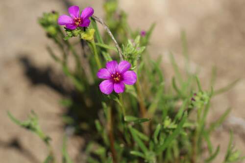 Image of Calandrinia compressa by (c) Cesar Ormazabal, some rights reserved (CC BY)