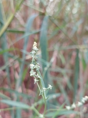 Atriplex patula
