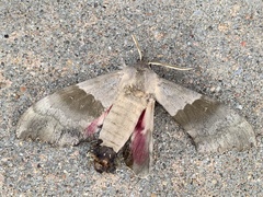 Pachysphinx modesta