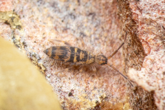 Entomobrya comparata