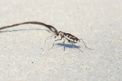 Cicindela hirticollis
