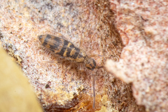 Entomobrya comparata