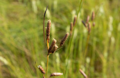 Fimbristylis castanea