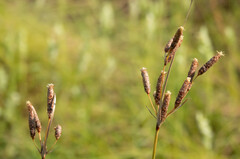 Fimbristylis castanea