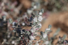 Dissocarpus paradoxus