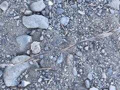 Thinopyrum intermedium intermedium