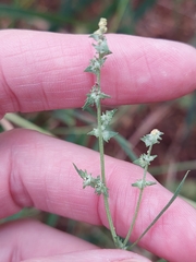 Atriplex patula