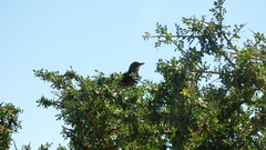Pseudoseisura gutturalis