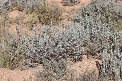 Dissocarpus paradoxus