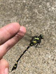 Ictinogomphus pertinax