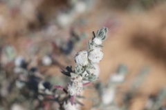 Dissocarpus paradoxus