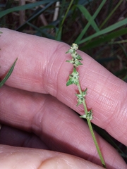 Atriplex patula