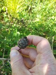 Rabdophaga strobiloides