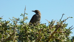 Pseudoseisura gutturalis