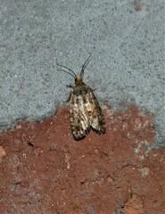 Eucopina tocullionana