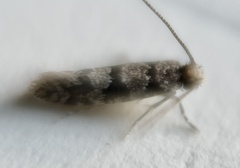 Eudarcia haliplancta