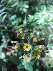 Hieracium scabrum