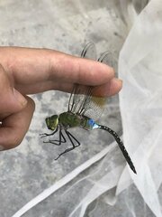 Anax guttatus