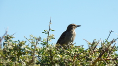 Pseudoseisura gutturalis