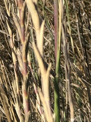 Thinopyrum intermedium intermedium