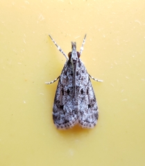 Eudonia heterosalis