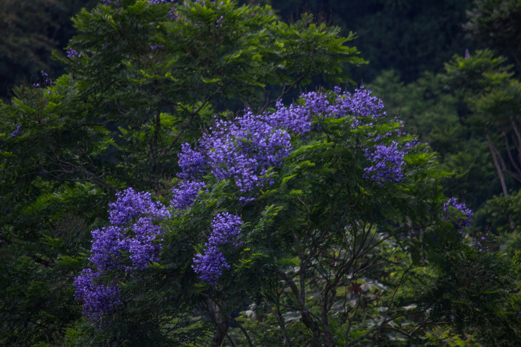 Jacaranda copaia