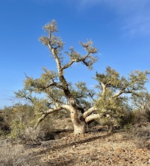 Pachycormus discolor