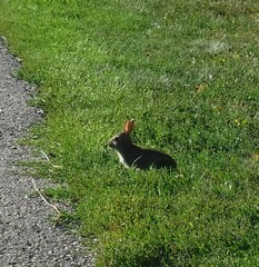 Sylvilagus floridanus