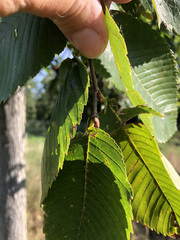 Ulmus thomasii