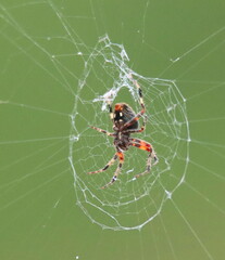 Araneae