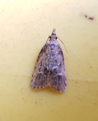 Platynota idaeusalis