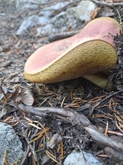 Boletus smithii