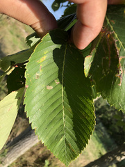 Ulmus thomasii