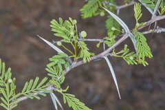 Vachellia aroma