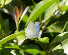 Eirmocides absimilis