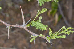Vachellia aroma