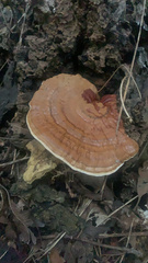 Ganoderma lobatum