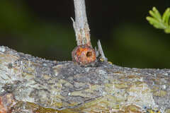 Vachellia aroma
