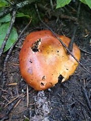 Chalciporus piperatus